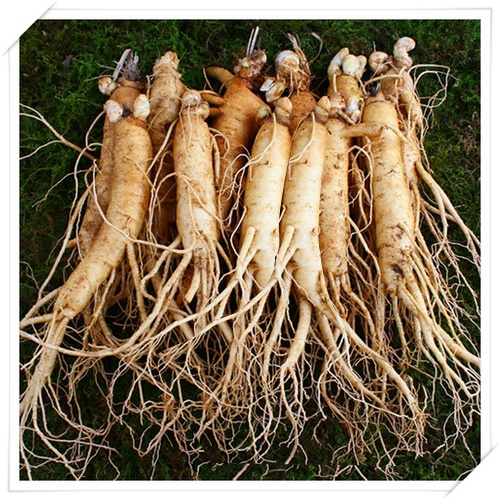 Nhân sâm Hàn Quốc loại 12 củ/kg