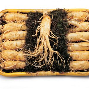 Nhân sâm 12-15 củ/kg