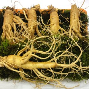 Nhân sâm tươi 5 củ/kg